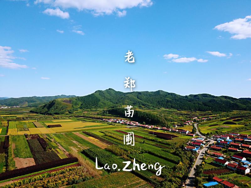 京桃种子山桃树苗种子看桃绿化景观树实地看苗订购
