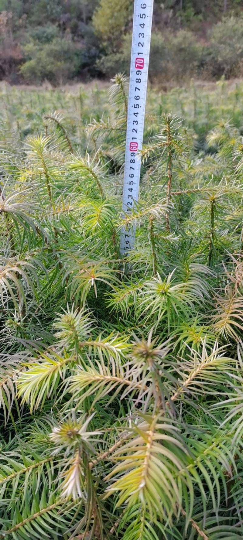 抗寒防旱优质速生红心杉木苗南北方造林绿化水边护坡杉木苗