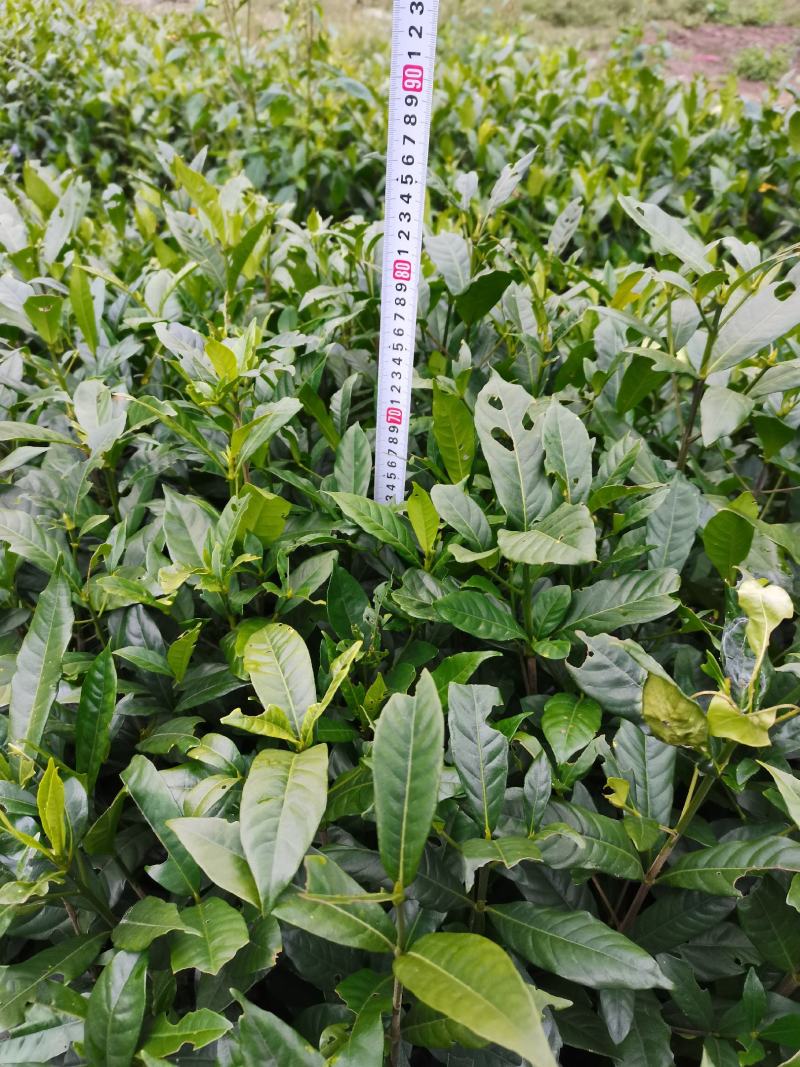 黄栀子苗山栀子树苗小叶大叶山栀子苗药用黄桅子果树苗南