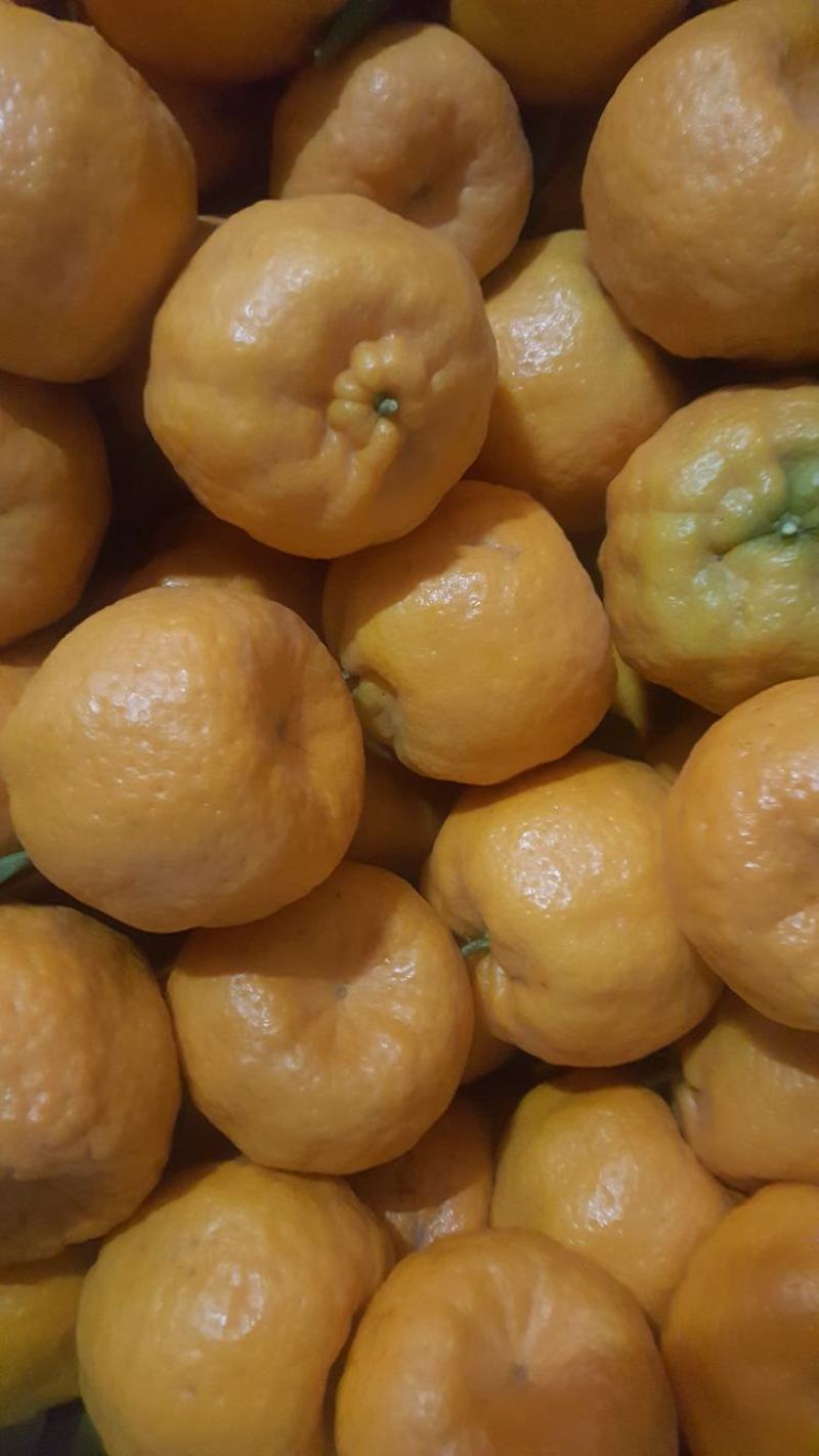 云南高原碰柑，糖度高，高原鲜货