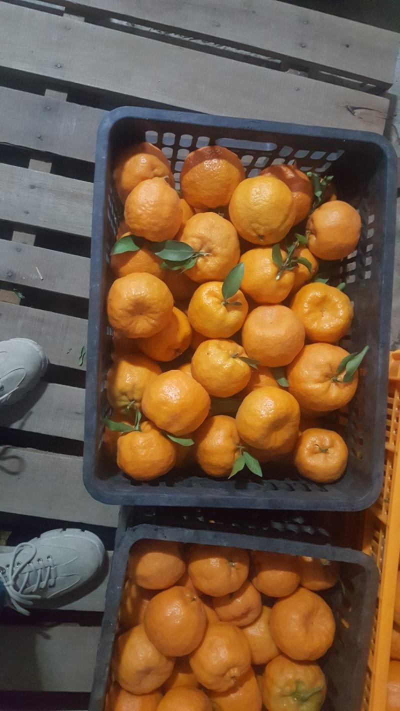 云南高原碰柑，糖度高，高原鲜货