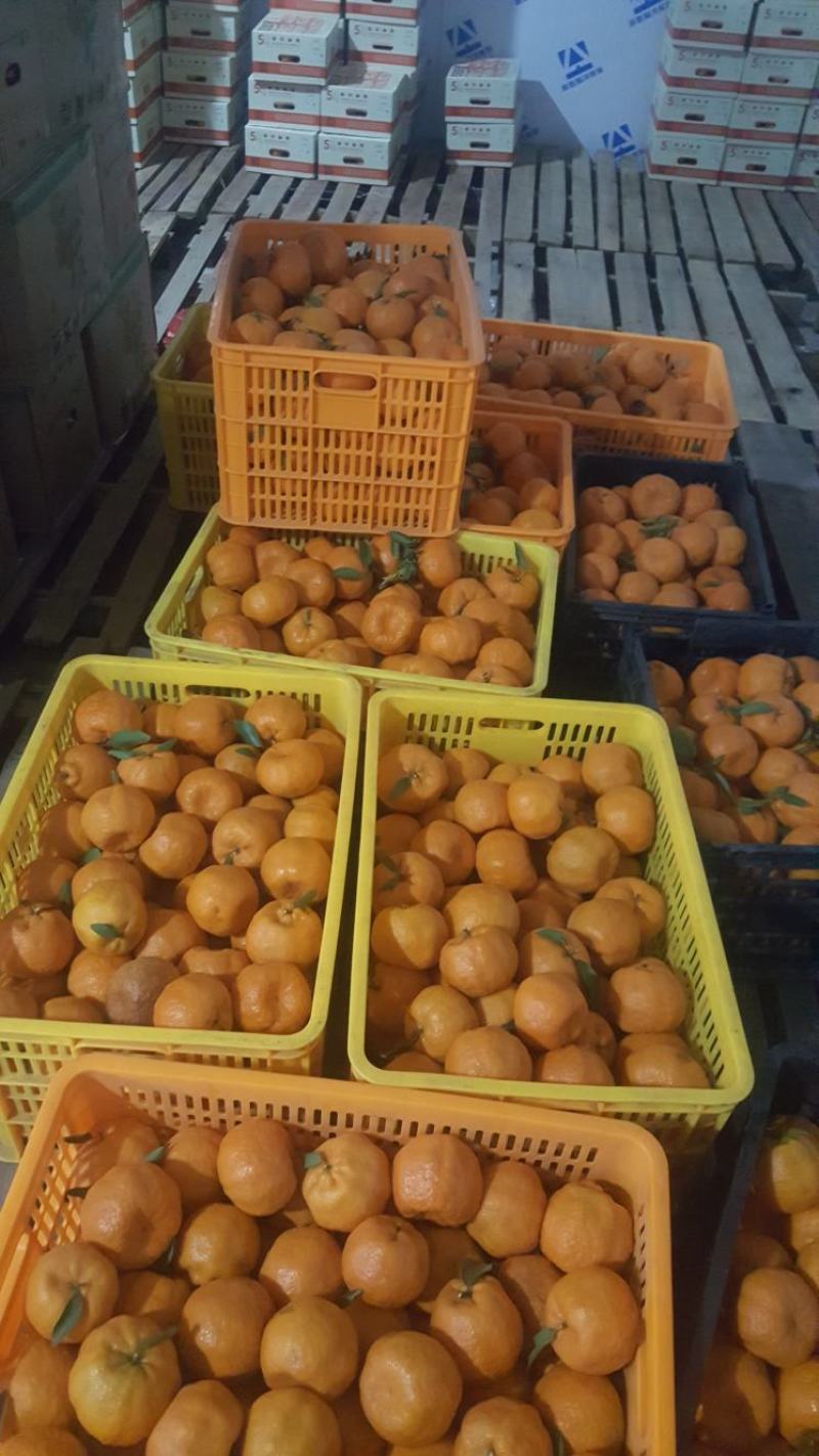 云南高原碰柑，糖度高，高原鲜货