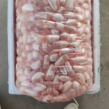 鱼泡鱼鳔白鲢当天现杀带血大鱼泡一手货源工厂直发全国