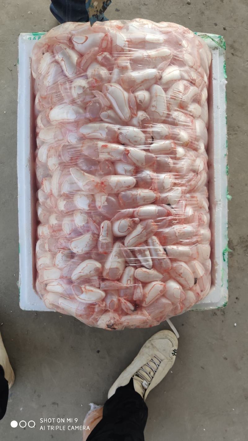 鱼泡鱼鳔白鲢当天现杀带血大鱼泡一手货源工厂直发全国