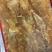鳕鱼胶80头老身鳕鱼胶品相美送礼自用佳品