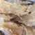 鳕鱼胶80头老身鳕鱼胶品相美送礼自用佳品
