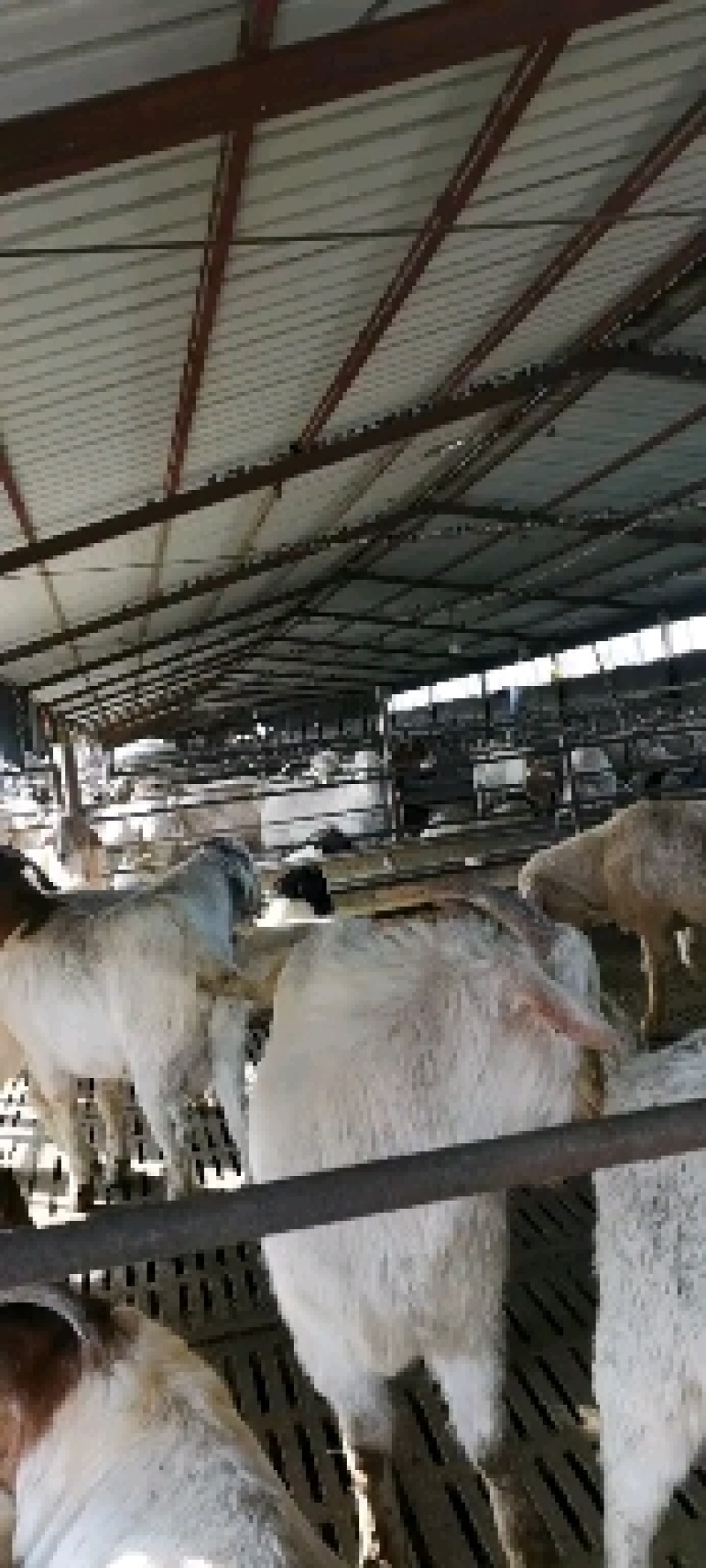羊白条，鲜羊肉，纯干无水。全国配送，需要的联系