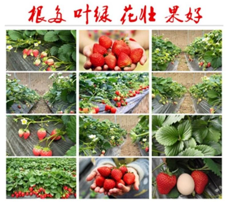 草莓生根膨果剂膨大素强力生根保花保果增甜着色催红叶面肥