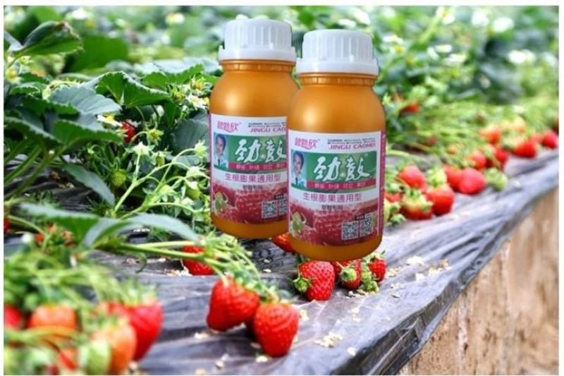草莓生根膨果剂膨大素强力生根保花保果增甜着色催红叶面肥