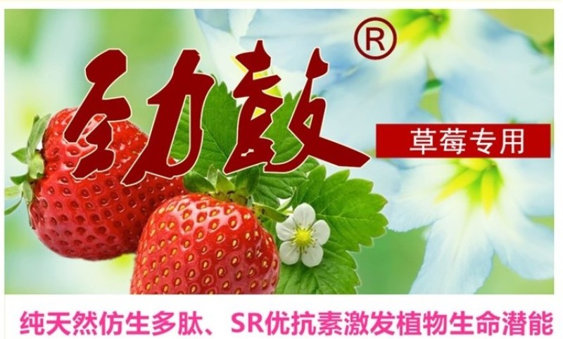 草莓生根膨果剂膨大素强力生根保花保果增甜着色催红叶面肥