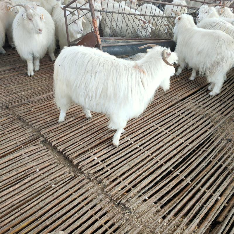 自养育成绒山羊，肉羊，出肉率高