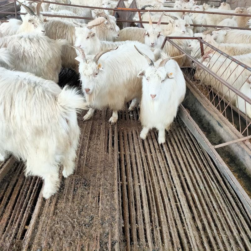 自养育成绒山羊，肉羊，出肉率高