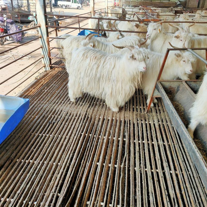 自养育成绒山羊，肉羊，出肉率高