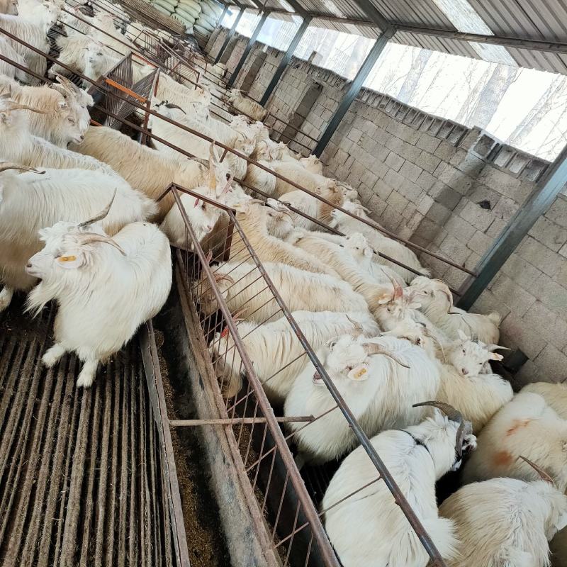 自养育成绒山羊，肉羊，出肉率高