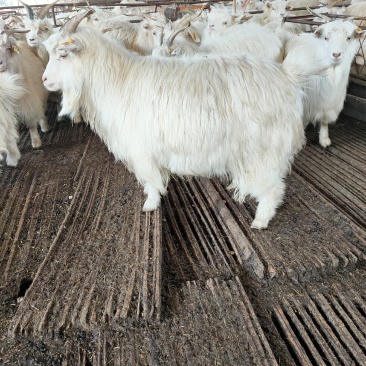 自养育成绒山羊，肉羊，出肉率高