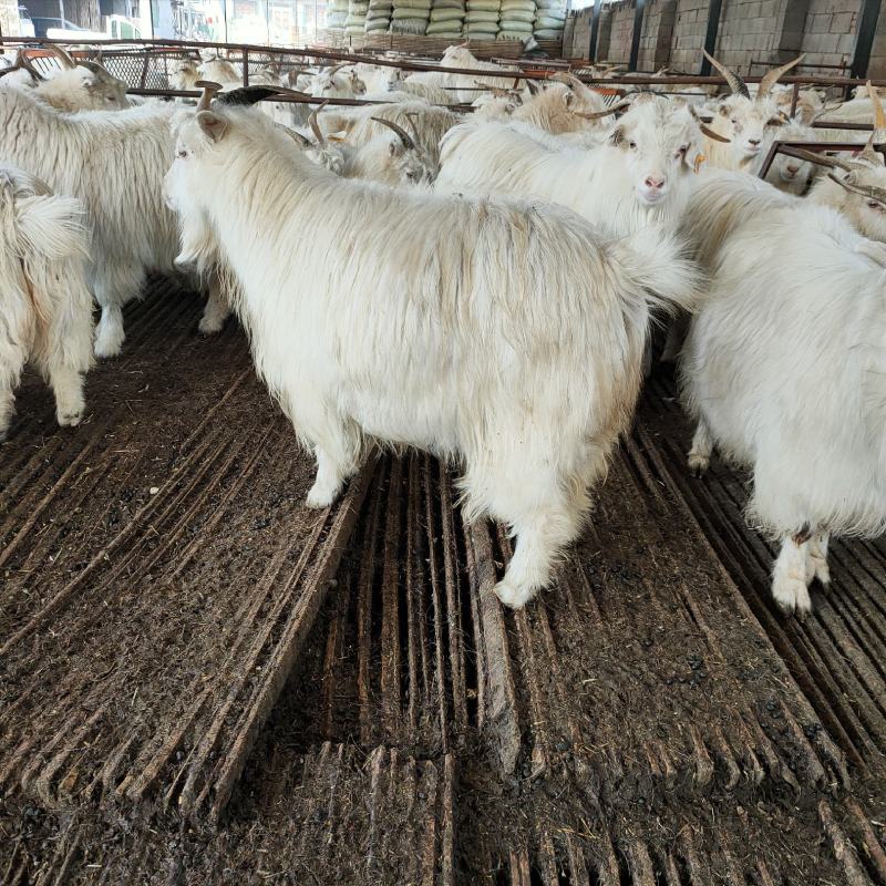 自养育成绒山羊，肉羊，出肉率高