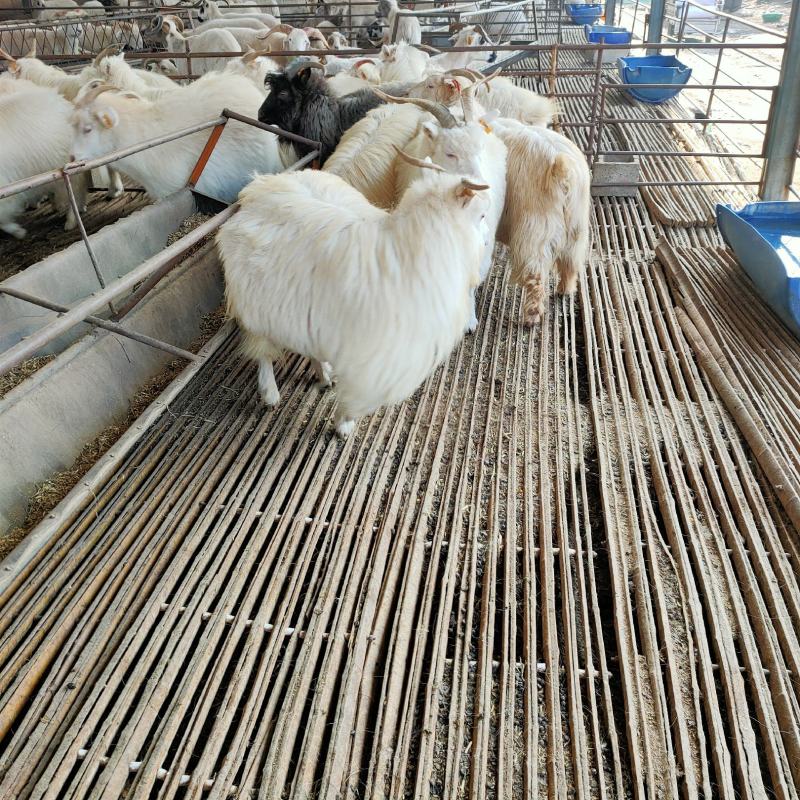 自养育成绒山羊，肉羊，出肉率高