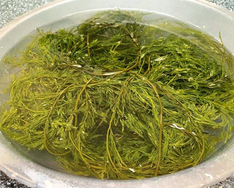 盐渍马尾藻海藻类凉拌，包包子，包饺子+五花肉，超好吃