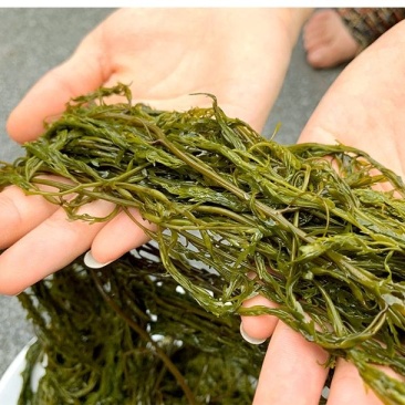 盐渍马尾藻海藻类凉拌，包包子，包饺子+五花肉，超好吃