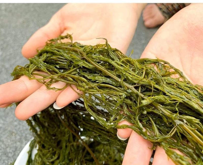 盐渍马尾藻海藻类凉拌，包包子，包饺子+五花肉，超好吃