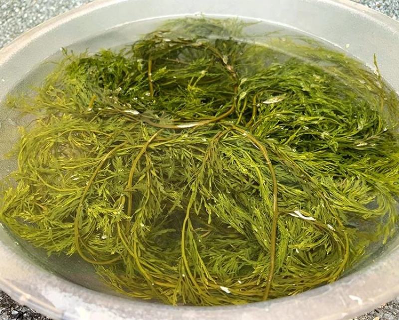 盐渍马尾藻海藻类凉拌，包包子，包饺子+五花肉，超好吃