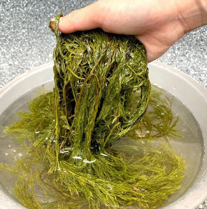 盐渍马尾藻海藻类凉拌，包包子，包饺子+五花肉，超好吃