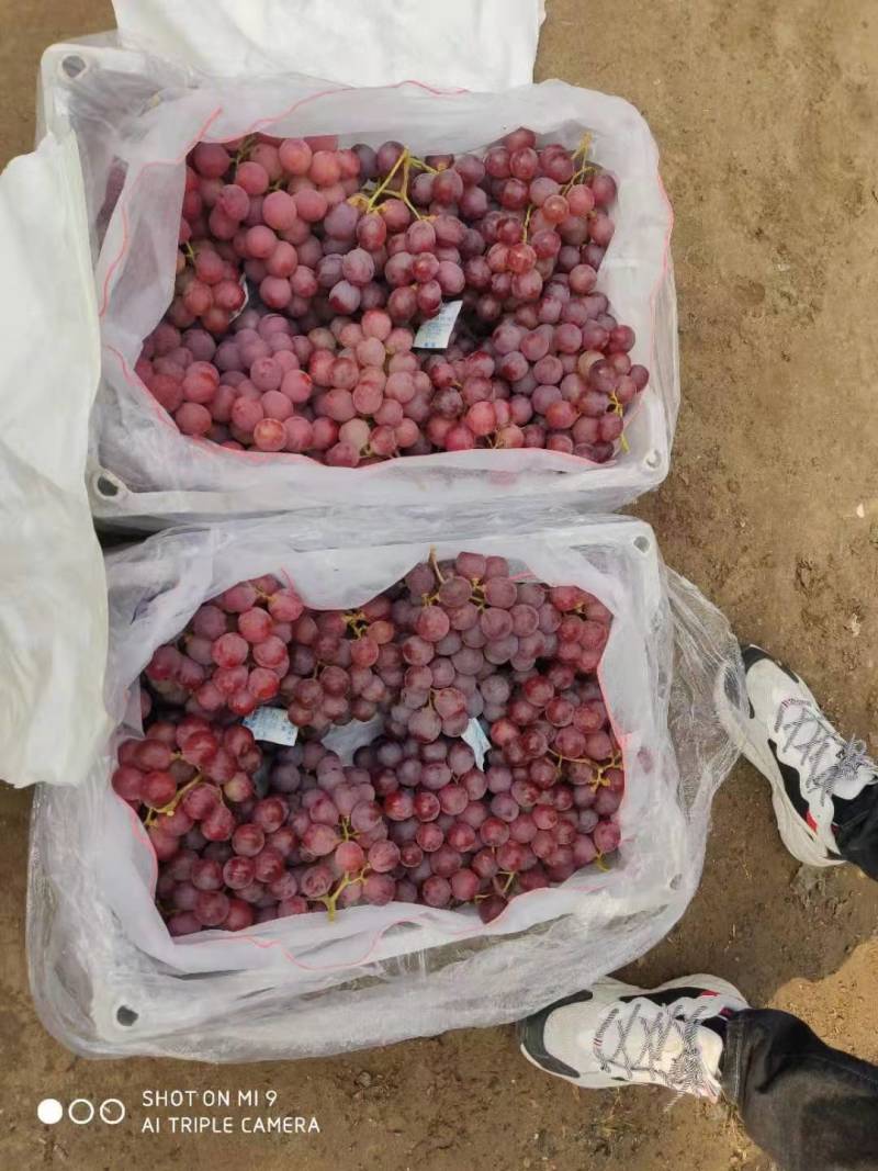 红提葡萄。甜脆，口感好，质量好，好运输，大量有货，每天供