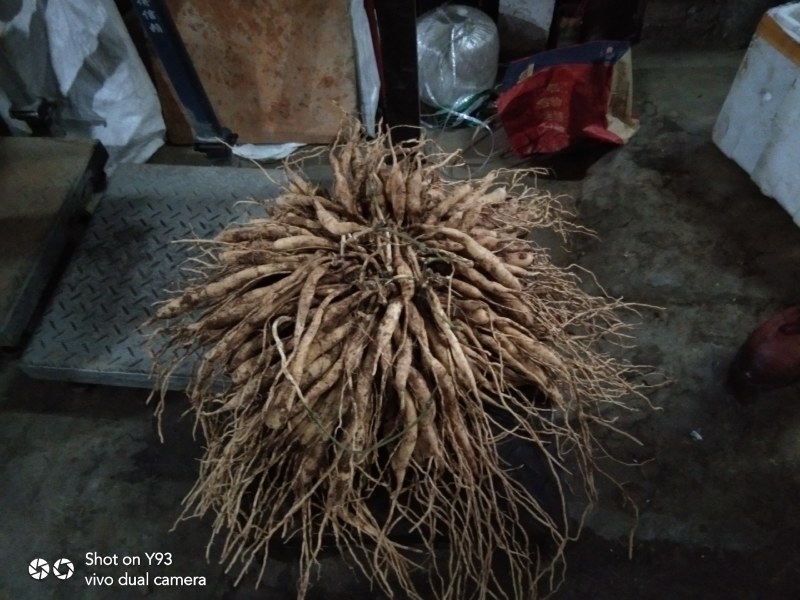 广西玉林紫花百部大量上市，红花百部分株苗。