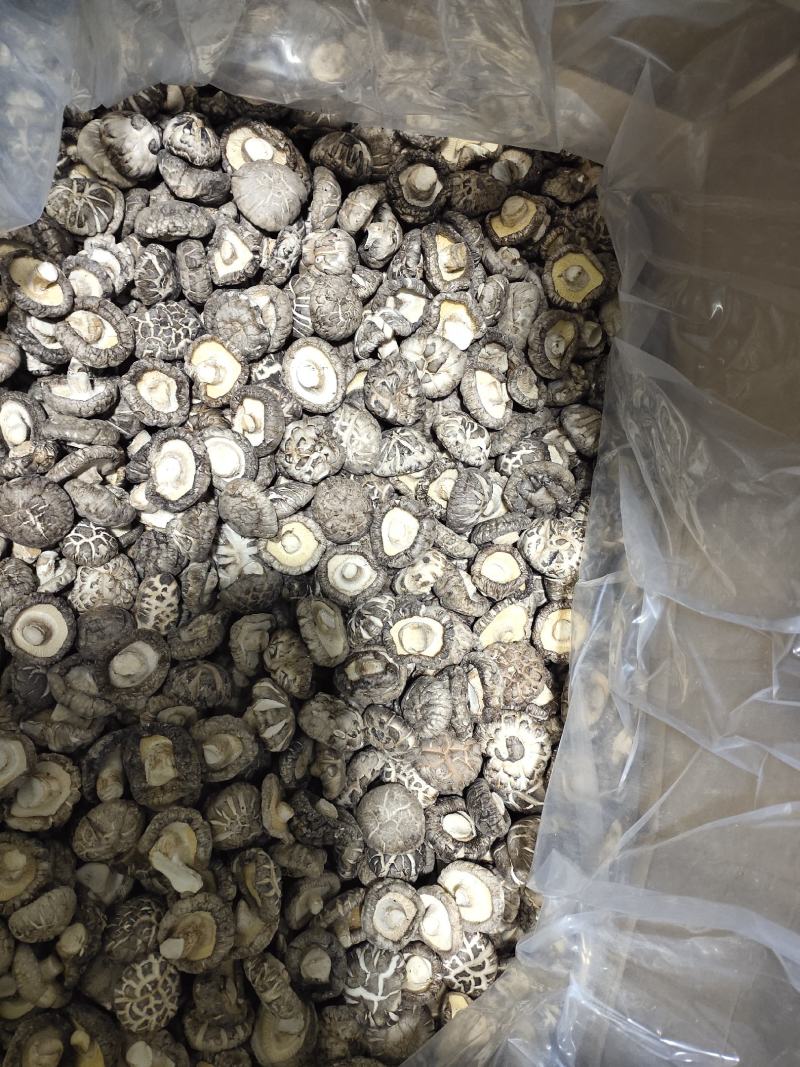 2023产地一手货源精品茶花菇干香菇肉厚型好