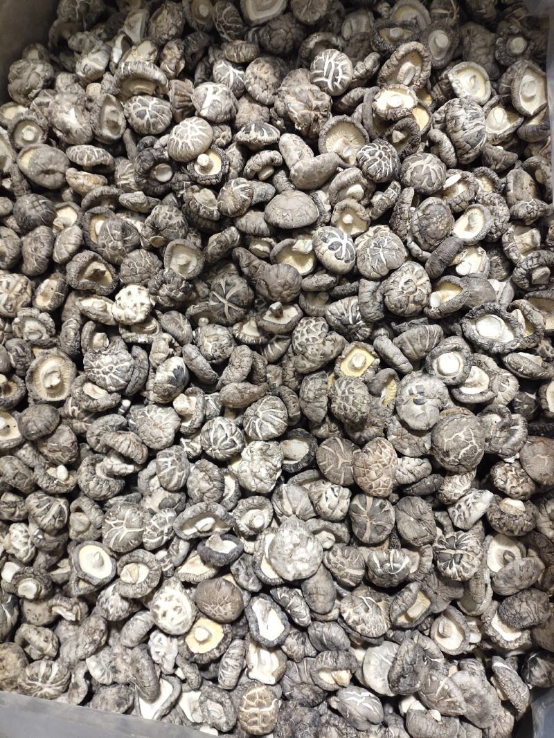 2023产地一手货源精品茶花菇干香菇肉厚型好