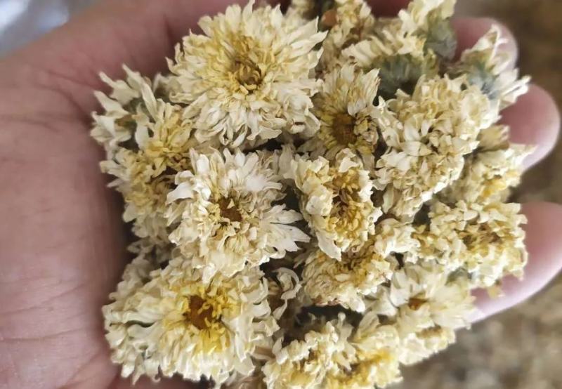 河南焦作怀菊花大量供应