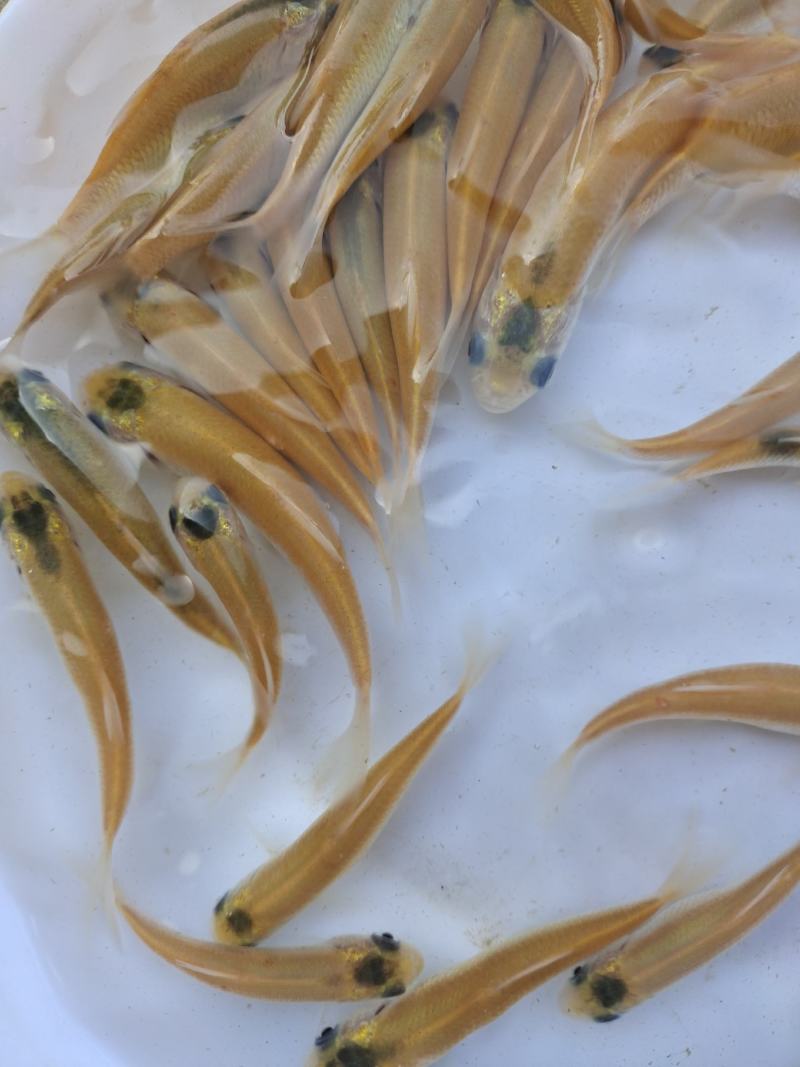 俄罗斯金草鱼苗(全程提供技术指导，量大从优)