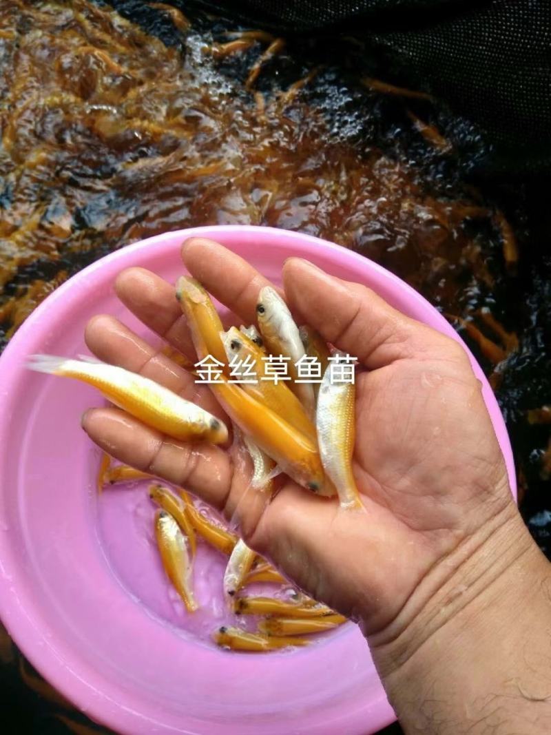 俄罗斯金草鱼苗(全程提供技术指导，量大从优)