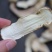 野生中片松茸干香味浓郁足干