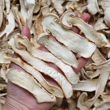 野生中片松茸干香味浓郁足干