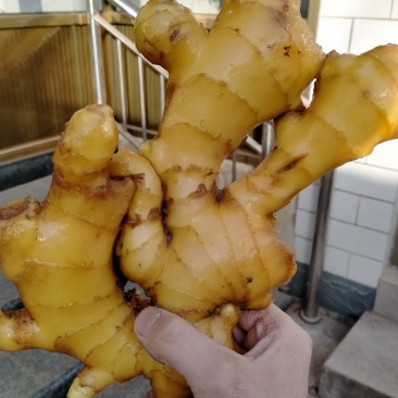 生姜