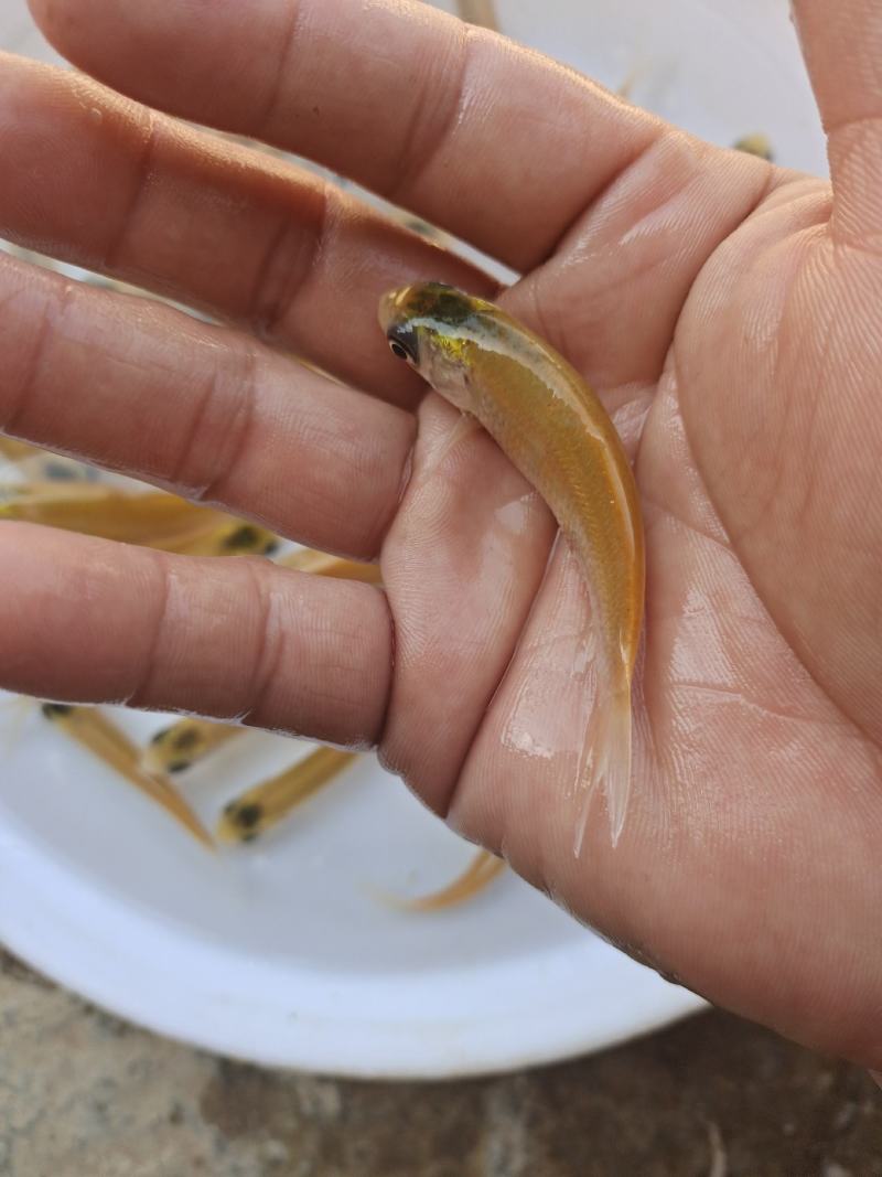 俄罗斯金丝皖鱼苗/(全程提供技术指导)量大从优