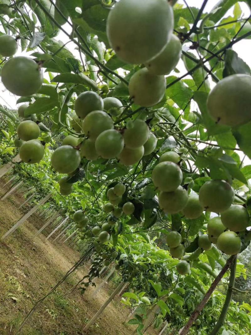 百香果苗紫香黄金当年结果四季爬藤南方果树盆栽地栽鸡蛋果苗