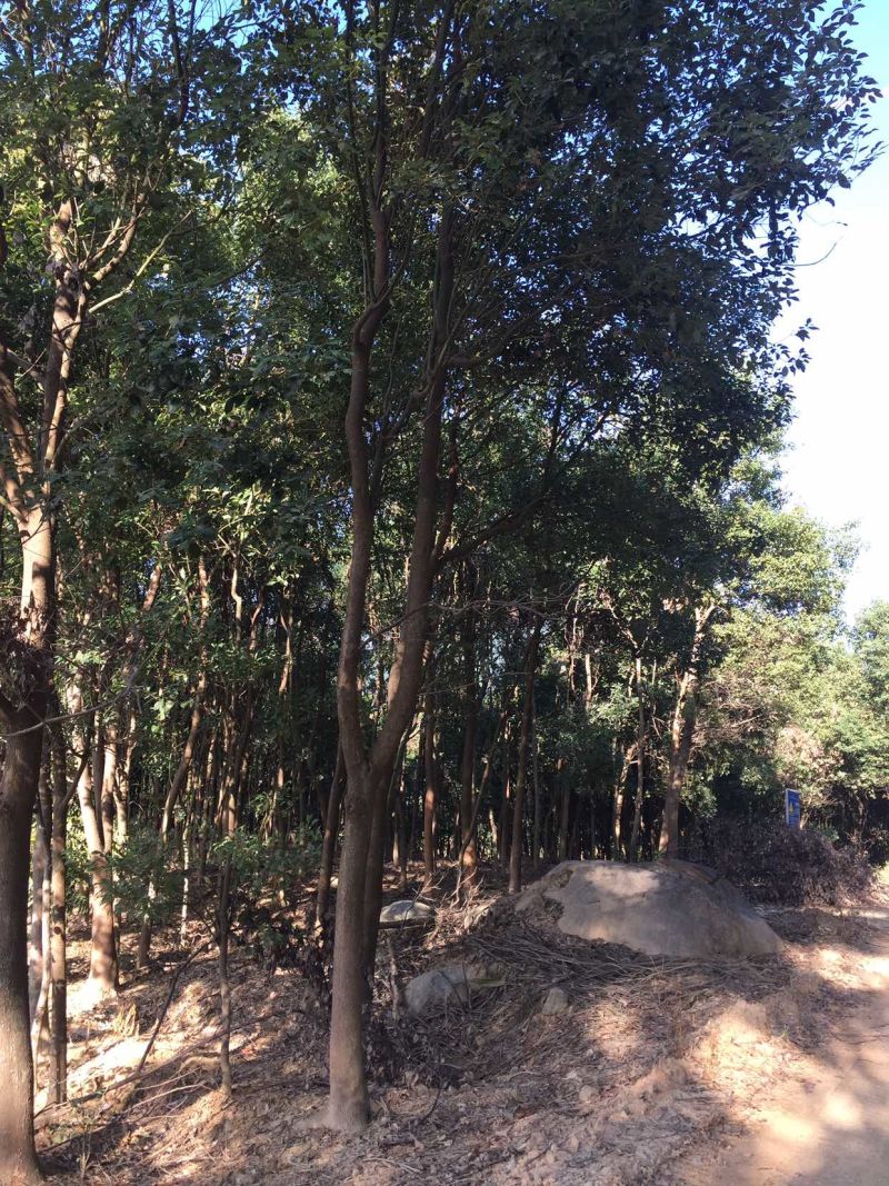 香樟树香樟产地直销，绿化带专用，规格齐全、全冠成活率高，欢迎