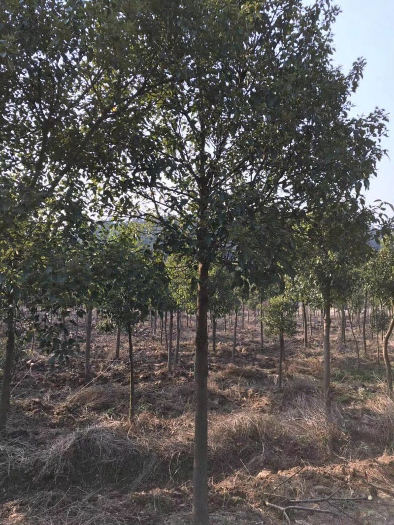香樟树香樟产地直销，绿化带专用，规格齐全、全冠成活率高，欢迎