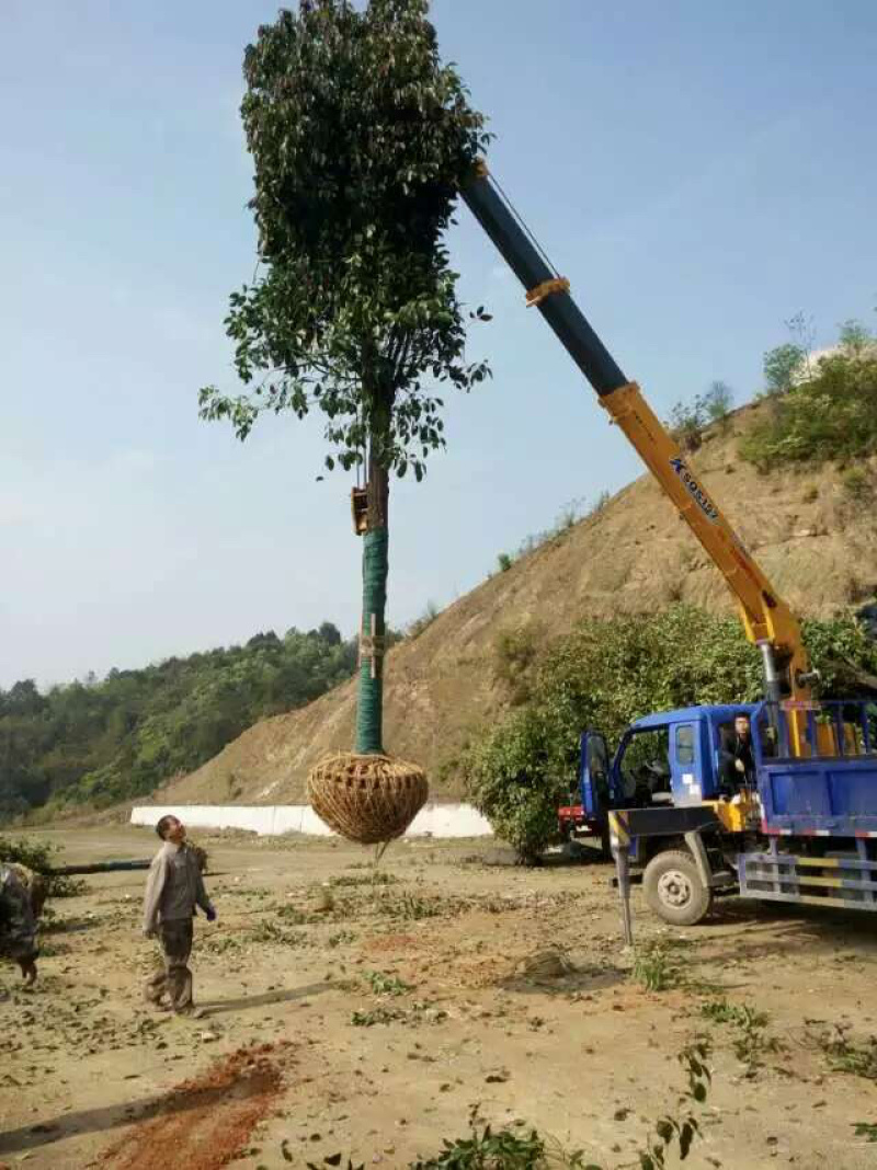 香樟树香樟产地直销，绿化带专用，规格齐全、全冠成活率高，欢迎