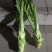 棒菜，量大质优。供货时间长