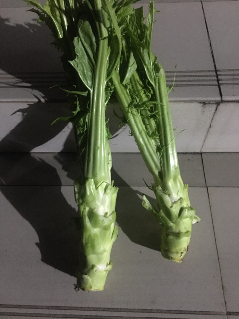 棒菜，量大质优。供货时间长