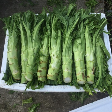 棒菜，量大质优。供货时间长