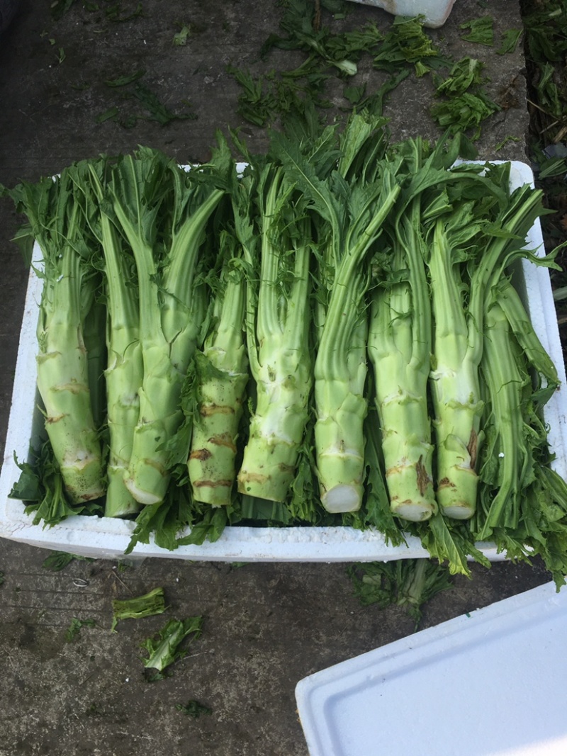 棒菜，量大质优。供货时间长