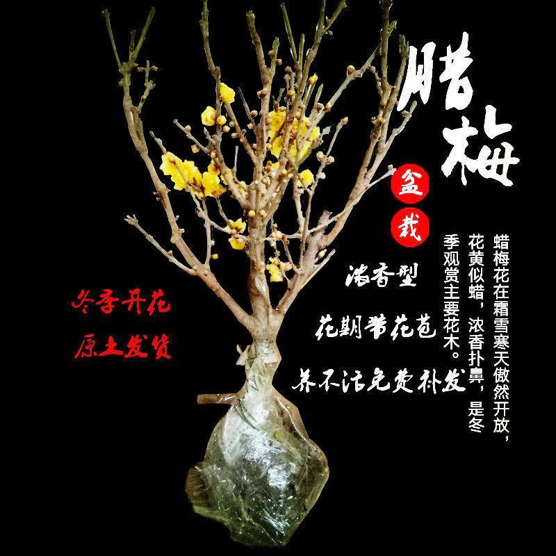 腊梅盆景老桩地栽带花苞浓香嫁接红梅腊梅假一陪十