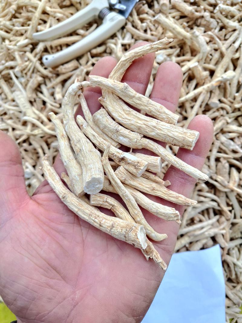 精品西洋参丁，东北人参产地直发品质保障一手货源