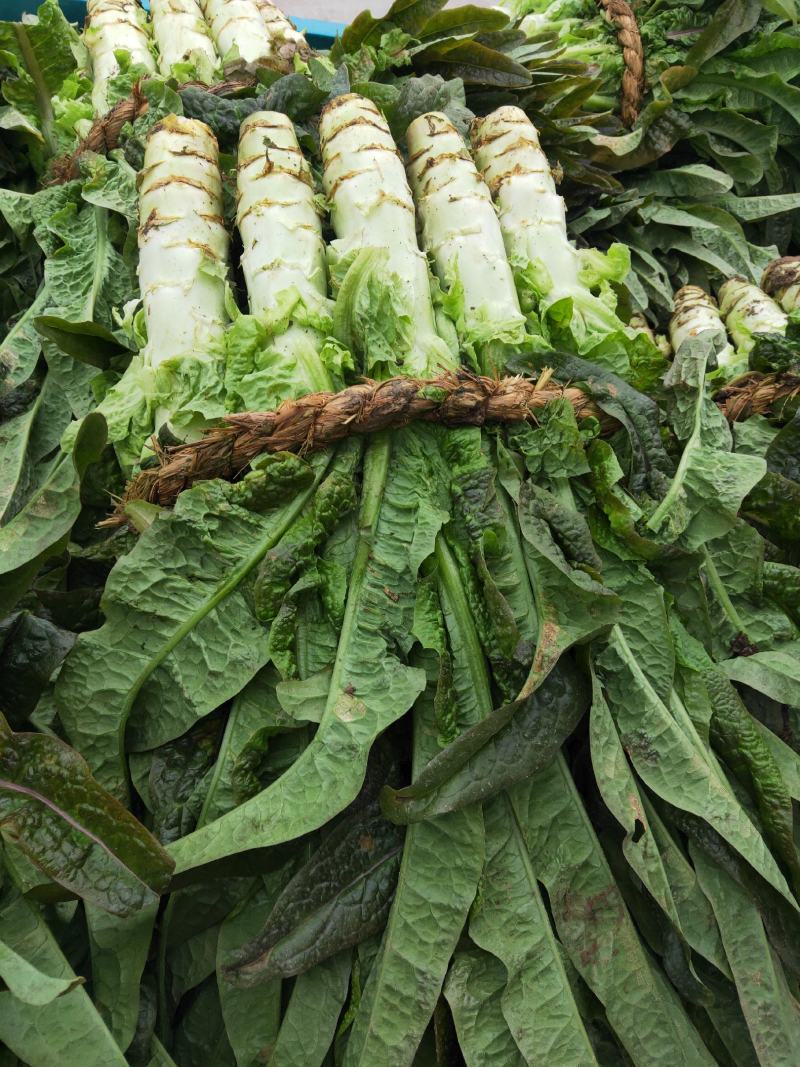 【莴笋推荐】红尖叶莴苣，产地直发，货源充足，量大从优！！
