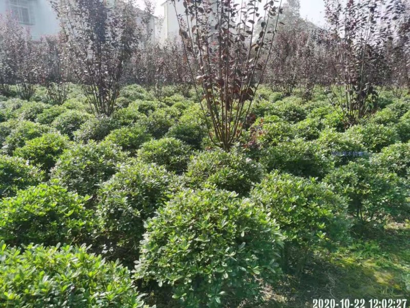 海桐球，规格齐全，欢迎选购