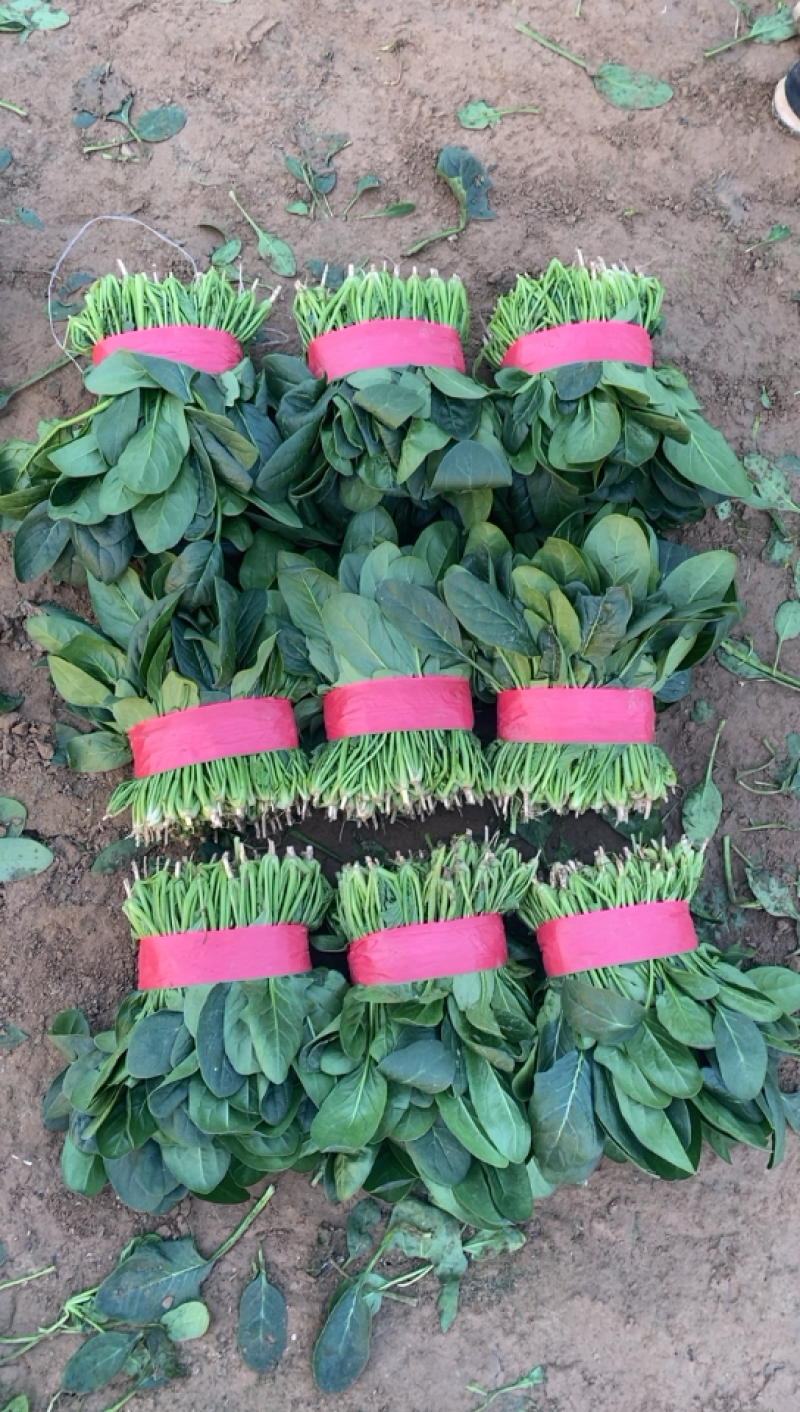 （山东菠菜）专业供应三排两排泡沫箱，打捆菠菜全国代发